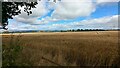 Ripe Barley Field at Moonshade in PH13 9GA