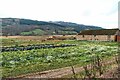 Vegetable crop at Balhomais in PH15 2JE