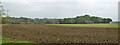 Fields and woodland, Aspall in IP14 6NS