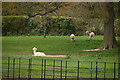 Alpacas, Netherfield Place in TN33 9PP