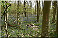 Bluebells, Ashes Wood in TN33 9PP