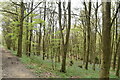 Ashes Wood in TN33 9PP