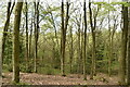 Ashes Wood in TN33 9PP
