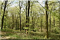 Ashes Wood in TN33 9PP