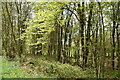 Ashes Wood in TN33 9PP