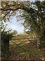Sheep grazing beyond field gate in SA19 7DW