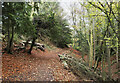 Debris of fallen tree(s) beside woodland path in Castle Eden