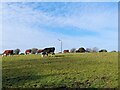 Wind turbine behind a field of cows in Mapperley
