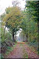Autumn Colours in Little Bentleyhall Wood in CO7 8SD