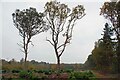 Coppiced Area in Little Bentleyhall Wood in CO7 8SD