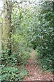 Tendring Footpath 16 in Pilcox Wood in CO16 0DJ