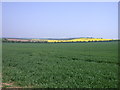 Wheatfield with distant rape in CB10 1TB