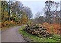 Timber stack in the Wyre Forest in DY14 9UU