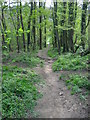 Footpath through Beech Wood in TN25 5DN
