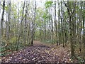 Cycle route in Dainewell Woods in M33 5EN