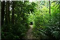 The Test Way through Doles Wood in SP11 6JQ