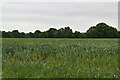 Low Weald arable land in TN12 0HB