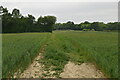 Footpath through crops in TN12 0HB