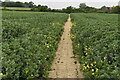 Footpath through legumes in TN12 0HB