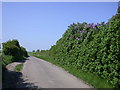 Hedgerow with Lilac blossom in SG8 8XB