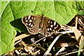 Holme Hale Hall: Speckled wood butterfly in IP25 7ED