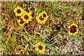Holme Hale Hall: Plains coreopsis 'Coreopsis tinctoria' in IP25 7ED