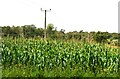 Holme Hale: Maize crop in IP25 7ED