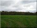 Grazing towards woodland in EX5 1NN