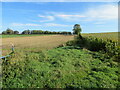 Arable fields near Aldborough in Boroughbridge