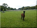 Approaching alpaca, Chacombe in OX17 2JY