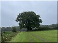 Oak tree below Castle Hill in TA17 8TN