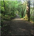 Path in Bishop's Glen in PA23 7LN