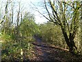 Track in Wigan Flashes Nature Reserve in WN2 5JY