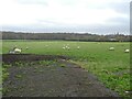 Grazing sheep, east of Wildcountry Lane in BS48 3SE