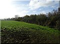 Grazing and hedgerow near Fire Stone Cross in EX20 2PL