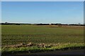 Fields south of Witcham in CB6 2LF