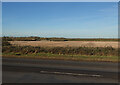Stubble field north of A142 in CB6 2LP