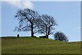 Trees and a trig point in WR13 5ES