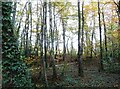 Woodland beside the A382 in TQ13 9GN