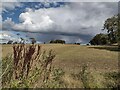 Shower clouds and Toft Hill near Great Whittington in NE19 2HX
