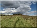 On field path looking towards Down Hill from northeast of Halton in NE45 5QA