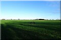 Field north of Kelfield in YO19 6HR