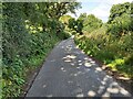 Country lane near Aller Grove in EX5 2TQ