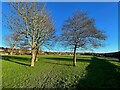 Winter trees beside a sports field in WF8 1RT