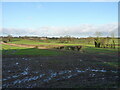 Farmland north of Bull's Lane in B76 9QW
