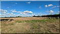 Field near Great Fransham in NR19 2JE