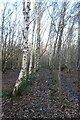 Path through birch trees on Killinghall Moor in HG3 2GD
