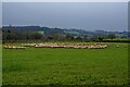 Goathurst : Grassy Field & Sheep in TA5 2DE