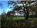 Farm buildings up the hill in Nether Wyresdale