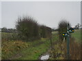 Bridleway towards Beedon Lodge in RG20 8SU
